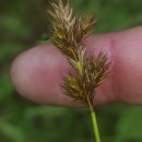 Carex leporina L.Carex leporina L.
