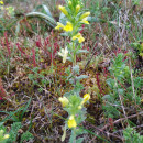 Parentucellia viscosa (L.) CaruelParentucellia viscosa (L.) Caruel