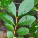 Ligustrum ovalifolium Hassk.Ligustrum ovalifolium Hassk.