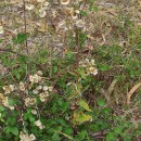 Helichrysum foetidum (L.) Cass.Helichrysum foetidum (L.) Cass.