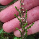 Calluna vulgaris (L.) HullCalluna vulgaris (L.) Hull