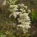Filipendula ulmaria (L.) Maxim.Filipendula ulmaria (L.) Maxim.