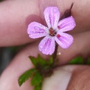 Geranium robertianum L.Geranium robertianum L.