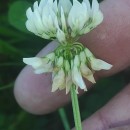 Trifolium repens L.Trifolium repens L.