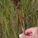 Juncus acutus L. subsp. leopoldi (Parl.) SnogerupJuncus acutus L. subsp. leopoldi (Parl.) Snogerup