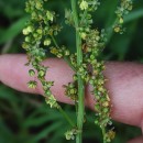 Rumex acetosa L. subsp. acetosaRumex acetosa L. subsp. acetosa
