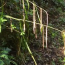 Carex pendula Huds.Carex pendula Huds.