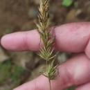 Anthoxanthum amarum Brot.Anthoxanthum amarum Brot.