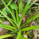 Luzula sylvatica (Huds.) Gaudin subsp. henriquesii (Degen) P. SilvaLuzula sylvatica (Huds.) Gaudin subsp. henriquesii (Degen) P. Silva