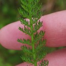 Achillea millefolium L.Achillea millefolium L.