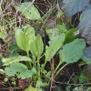 Plantago major  L.Plantago major  L.