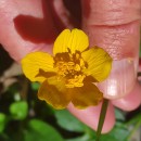 Caltha palustris L.Caltha palustris L.