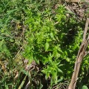Mercurialis annua L.Mercurialis annua L.