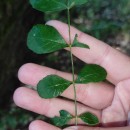 Fraxinus angustifolia VahlFraxinus angustifolia Vahl