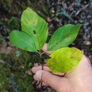 Frangula alnus Mill.Frangula alnus Mill.