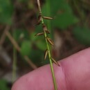 Carex pulicaris L.Carex pulicaris L.