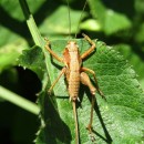 Antaxius spinibrachius (Fischer, 1853)Antaxius spinibrachius (Fischer, 1853)