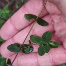 Hypericum pulchrum L.Hypericum pulchrum L.