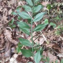 Ruscus aculeatus L.Ruscus aculeatus L.