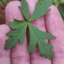 Malva neglecta Wallr.Malva neglecta Wallr.
