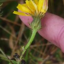 Picris hieracioides L.Picris hieracioides L.