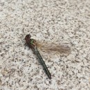 Oxygastra curtisii (Dale, 1834)Oxygastra curtisii (Dale, 1834)