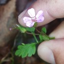 Geranium robertianum L.Geranium robertianum L.