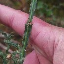 Genista tridentata L. subsp. cantabrica (Spach) NymanGenista tridentata L. subsp. cantabrica (Spach) Nyman