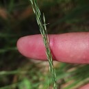 Molinia caerulea (L.) MoenchMolinia caerulea (L.) Moench