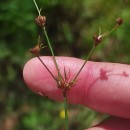 Juncus bulbosus L.Juncus bulbosus L.