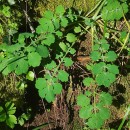 Chelidonium majus L.Chelidonium majus L.