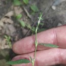 Polygonum aviculare L. subsp. aviculare .Polygonum aviculare L. subsp. aviculare .