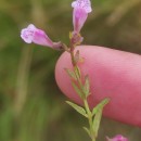 Scutellaria minor Huds.Scutellaria minor Huds.