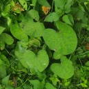 Petasites pyrenaicus (L.) G. LópezPetasites pyrenaicus (L.) G. López