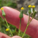 Senecio lividus L.Senecio lividus L.