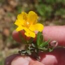 Halimium lasianthum (Lam.) Spach subsp. alyssoides (Lam.) GreuterHalimium lasianthum (Lam.) Spach subsp. alyssoides (Lam.) Greuter