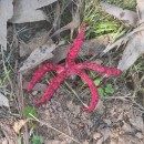 Clathrus archeri (Berk.) Dring 1980Clathrus archeri (Berk.) Dring 1980