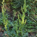 Rumex crispus L.Rumex crispus L.