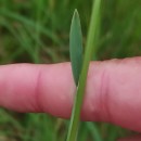 Helictochloa marginata (Lowe) Romero ZarcoHelictochloa marginata (Lowe) Romero Zarco