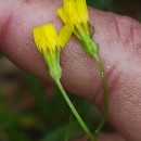 Crepis capillaris (L.) Wallr.Crepis capillaris (L.) Wallr.