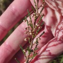 Calluna vulgaris (L.) HullCalluna vulgaris (L.) Hull