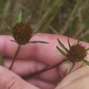 Bidens frondosa L.Bidens frondosa L.