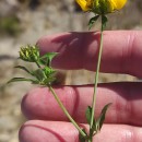 Lotus pedunculatus Cav.Lotus pedunculatus Cav.