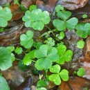 Oxalis acetosella L.Oxalis acetosella L.