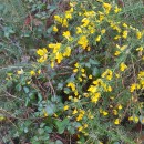 Ulex europaeus L. subsp. latebracteatus (Mariz) Rothm.Ulex europaeus L. subsp. latebracteatus (Mariz) Rothm.