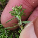 Gnaphalium uliginosum L.Gnaphalium uliginosum L.