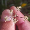 Peucedanum lancifolium LangePeucedanum lancifolium Lange