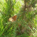 Lasiommata megera (Linnaeus, 1767)Lasiommata megera (Linnaeus, 1767)