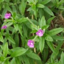 Epilobium hirsutum L.Epilobium hirsutum L.