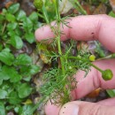 Matricaria discoidea DC.Matricaria discoidea DC.